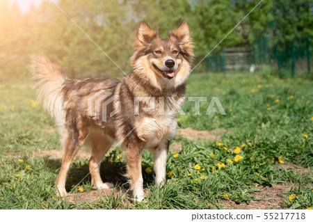 Photo of ginger dog on walk on lawn with dandelions in park Photo of ginger dog on walk on lawn with dandelions in park 55217718