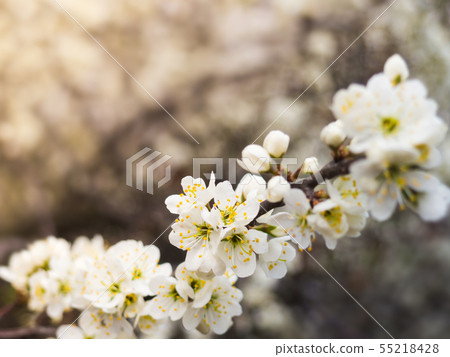 Springtime apple white blossoms, beauty blooming 55218428