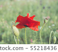 idyllic botany wild flowers papaver rural garden 55218436