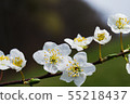 Spring apple white blossoms, orchard beauty 55218437