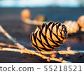 Natural larch cone detail colorful conifer cone 55218521
