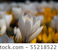 White yellow crocus colorful iris blossom flower 55218522