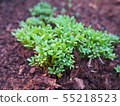 Spring cress garden planting herbs 55218523