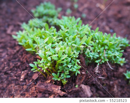 Spring cress garden planting herbs Spring cress garden planting herbs 55218523