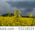 czech countryside yellow rape field agriculture 55218524