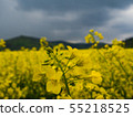czech countryside yellow rape field agriculture 55218525