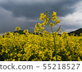 czech countryside yellow rape field agriculture 55218527