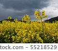 czech countryside yellow rape field agriculture 55218529