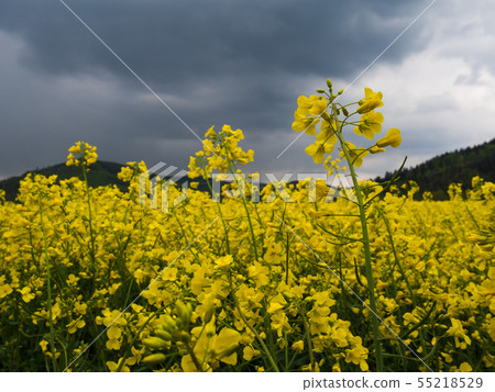 czech countryside yellow rape field agriculture 55218529