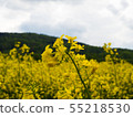 czech countryside yellow rape seed oil field count 55218530