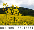 czech countryside yellow rape field agriculture 55218531