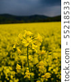 czech countryside yellow rape field agriculture 55218533