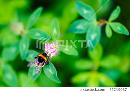 Bee and red mackerel 55219087