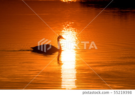 Silhouette of swan swimming on the lake surface at sunset 55219398