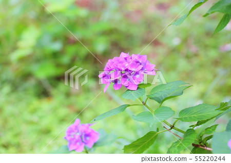 hydrangea flower 55220244