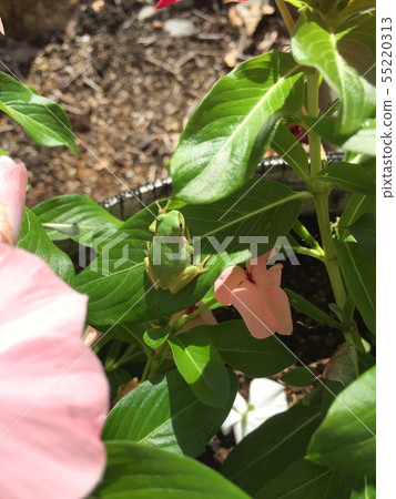 The back of the frog 55220313