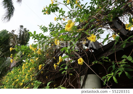 Tropical garden Tropical garden 55220331