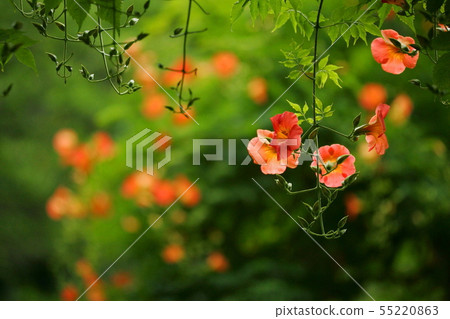 Nausen炸肉排 55220863