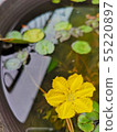 Quasi-endangered species "Asaza" blooming in biotope 55220897