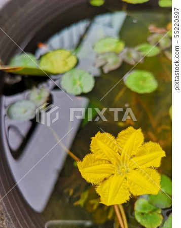 Quasi-endangered species "Asaza" blooming in biotope Quasi-endangered species "Asaza" blooming in biotope 55220897
