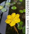 "Asaza and its leaves" 55220898