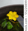"Single Flower Asaza" 55220899