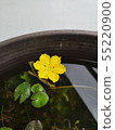 "Semi-endangered species Asaza" 55220900