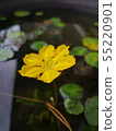 "Asaza blooming in a biotope" 55220901