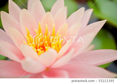 Lotus flower 55221395