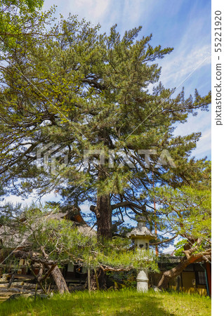 [Minami Alps City, Yamanashi] Lightning pine of the Ando House, an important national cultural property 55221920