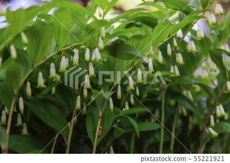 Amadokoro Amadokoro 55221921