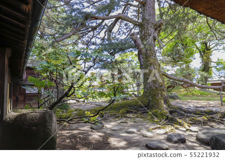 [山梨縣南阿爾卑斯市]國家的重要文化財產，安藤的房子花園和避雷針松 55221932