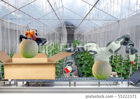 Industrial robotic working melon on smart farm 55222371