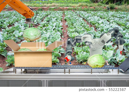 Industrial robotic working cabbage on smart farm 55222387
