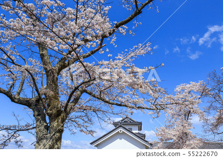 國寶彥根城西野丸櫻花 55222670