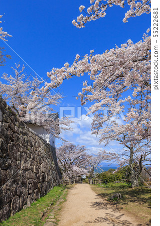 國寶彥根城西野丸櫻花 55222681