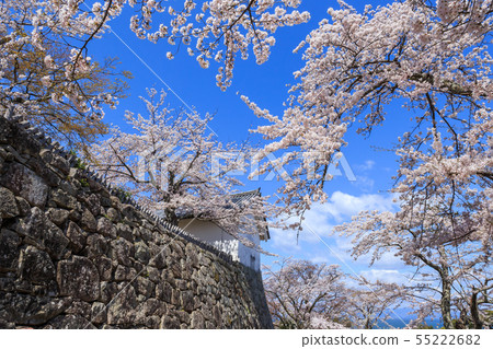 National treasure Hikone Castle Nishinomaru cherry tree 55222682