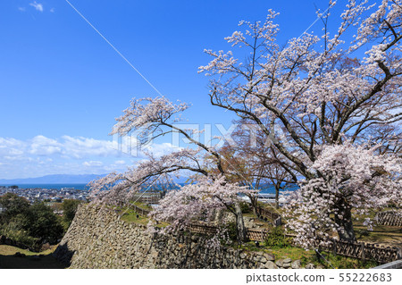 Cherry blossoms of National Treasure Hikone Castle Kannondai 55222683