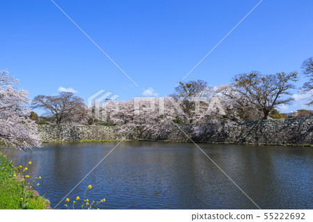National Treasure Hikone Castle Nakabori and cherry blossoms in full bloom 55222692