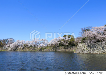 National Treasure Hikone Castle Nakabori and cherry blossoms in full bloom National Treasure Hikone Castle Nakabori and cherry blossoms in full bloom 55222705