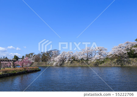 National Treasure Hikone Castle Nakabori and cherry blossoms in full bloom 55222706