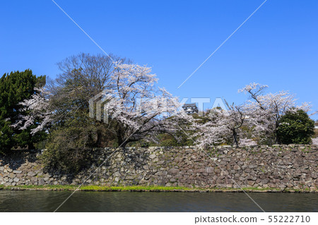 National Treasure Hikone Castle Nakabori and cherry blossoms in full bloom 55222710