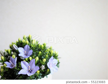 Campanula blue flowers Early summer Campanula blue flowers Early summer 55223083