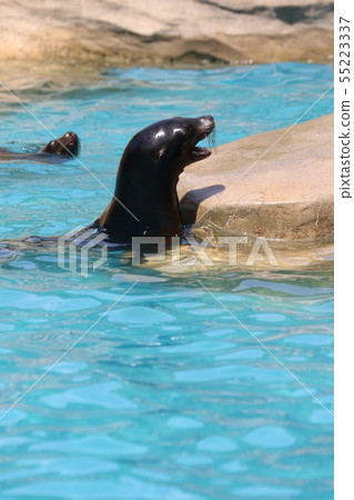Higashiyama Zoo and Botanical G 55223337