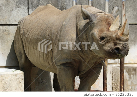 東山動物園和植物園G. 55223353