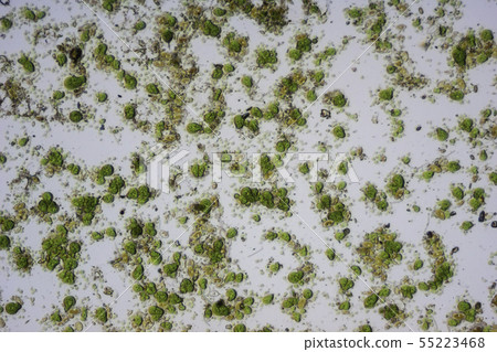 Algae and diatoms 55223468