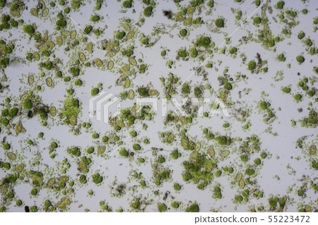Algae and diatoms 55223472