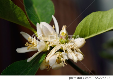 Bush can flower and fruit 55223522
