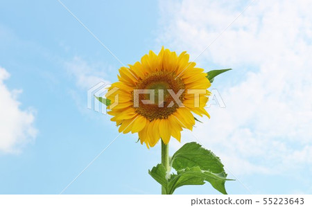 向日葵夏天好 向日葵夏天好 55223643