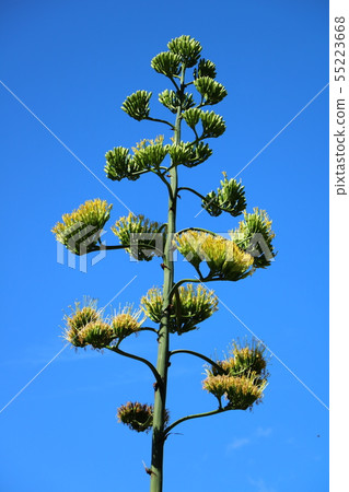 Agave flowers Agave flowers 55223668